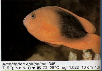 Amphiprion ephippium